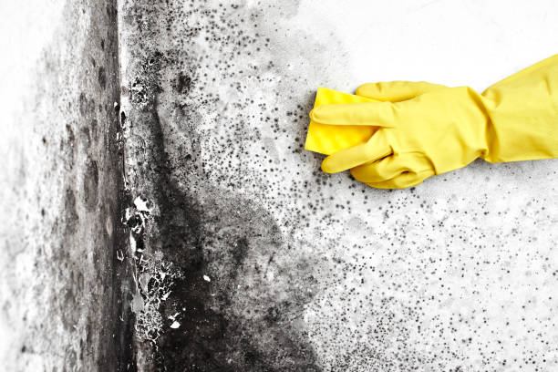 Mold Removal Process in Fort Mohave, AZ