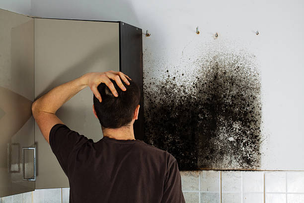 Attic Mold Removal in Fort Mohave, AZ